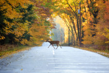 White-tailed Deer Crossing A Road